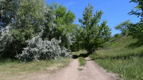 Forest dirt road among old willows and buffalo berries. Stock Footage