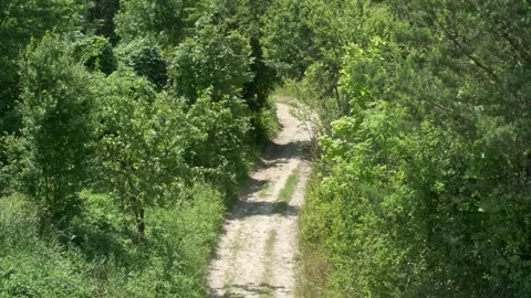 Forest Dirt Road High Angle View Trees Swaying In Wind  Stock Footage 335091292