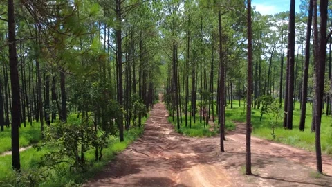 Forest dirt road path surrounded by tall pine tree Kirirom National Park Stock Footage 340334657