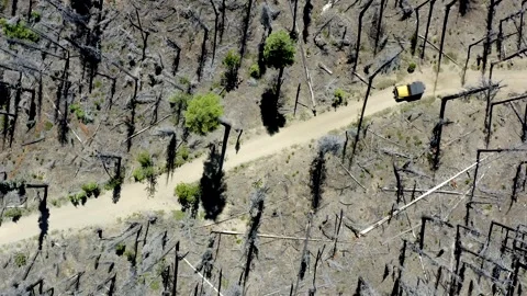 A forest with a dirt road through it Stock Footage 272656568