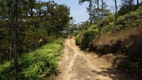 Forest Dirt Road Through Pine Trees Stock Photos