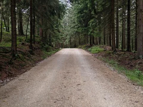 Forest dirt road winds through dense pine woodland under towering trees, we.. Stock Photos