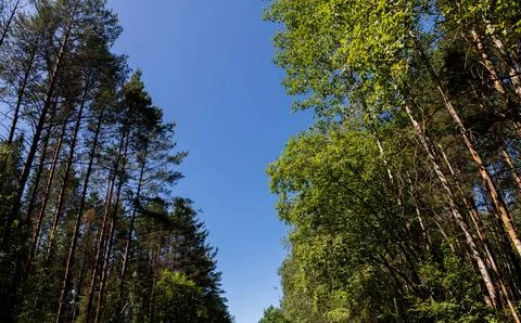 Forest, disappearing into the distance under a dramatic, cloudy sky. Stock Photos