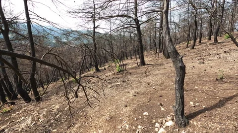 Forest disaster. Wildfire aftermath footage. Walking inside the burned forest Stock Footage 166461824