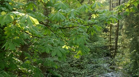 Forest Dive 库存影片 4280777