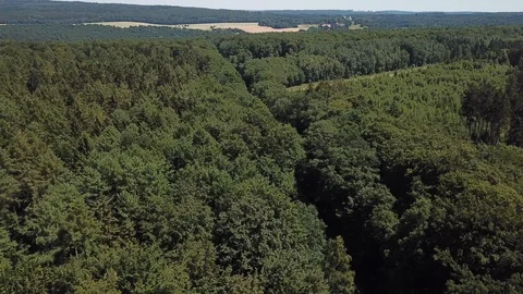 Forest dive Stock Footage 94696574