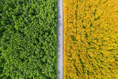 A forest divided by a road in half, background top view change of seasons summer Stock-Fotos
