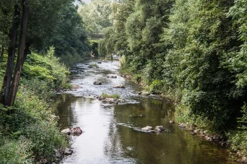 The forest is divided by a silvery stream Stock Photos