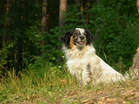 Forest dog Stock Photos