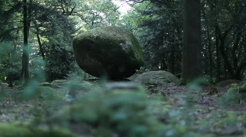 Forest dolly shot Stock Footage 23523455