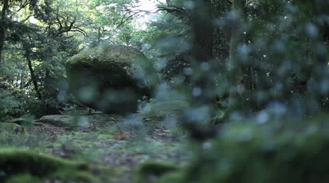Forest dolly shot Stock Footage 23523467
