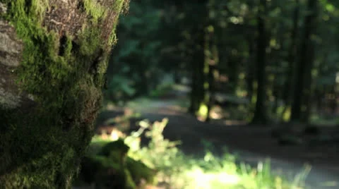 Forest dolly shot Stock Footage 23523496