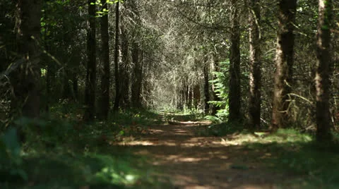 Forest dolly shot Stock Footage 23523530