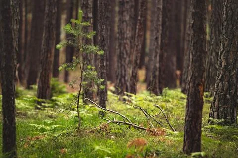 A forest in the Dolomite mountains Stock Photos