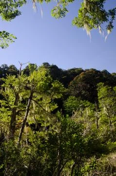 Forest with Dombey's beech and monkey puzzle tree. Stock Photos