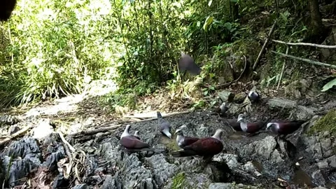 Forest dove Video stock 243736387
