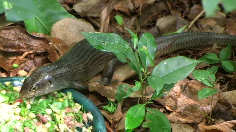 Forest dragon 스톡 동영상 303102