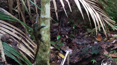 Forest dragon Stock Footage 25997645