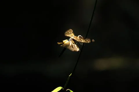 Forest dragonfly on the branches at sunset Stock Photos
