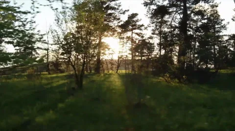 Forest dream Stock Footage 29729508