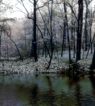 A forest with dried up trees with its reflection on water Stock Photos