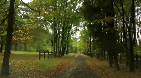 Forest drive and deer Stock Footage 33688134