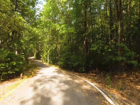 Forest Drive Stock Footage 80892334