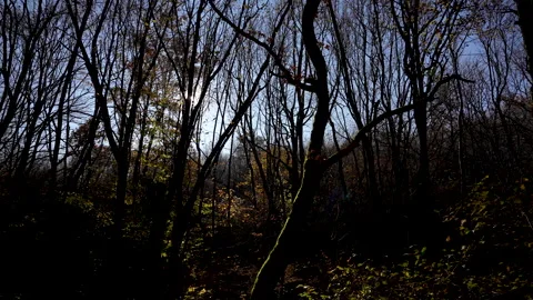 Forest Drive With Sun Flares Video stock 327971820