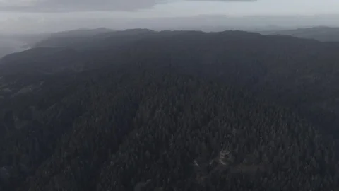 Forest Drone 4k 스톡 동영상 74463797