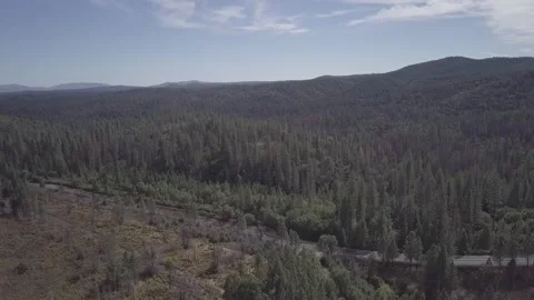 Forest drone cinelike Stock Footage 231599905