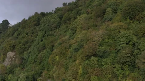 Forest from drone, drone slowly descends and removes trees Stock Footage 151262698
