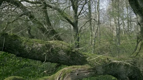 Forest drone up Stock-Footage 153086385