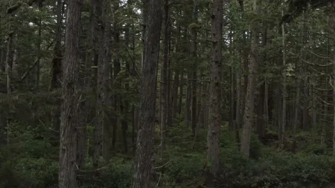 Forest Drone Stockbeeldmateriaal 158509517