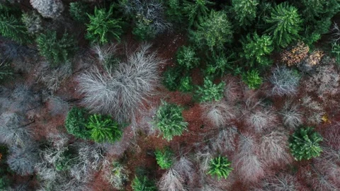 Forest Drone Stock Footage 226766240