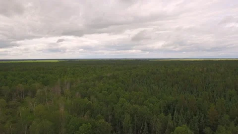 Forest Drone Stock Footage 265504975