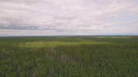 Forest Drone Stock Footage 265504979