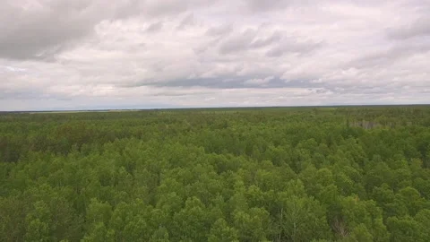 Forest Drone Stock Footage 265505340