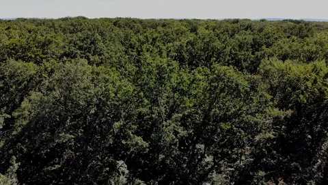 Forest, drone footage Stock Footage 91744075
