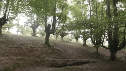 FOREST DRONE SHOT BEECH TREES HAYEDOS Stock Footage 262055786