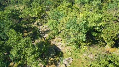 Forest Drone Shot Flyover Stock Footage 248557789