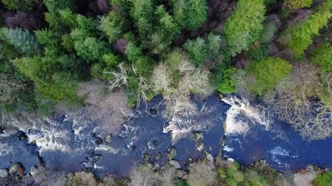 Forest Drone shot, over pine trees Video stock 103803278
