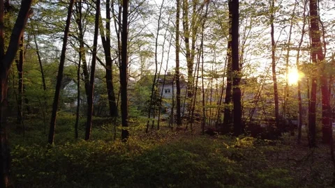 Forest drone video between branches 스톡 동영상 155027816