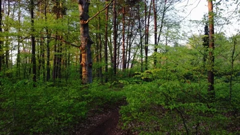 Forest drone video between branches 스톡 동영상 155027821