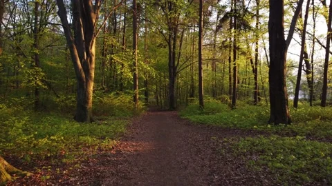 Forest drone video between branches 스톡 동영상 155027832