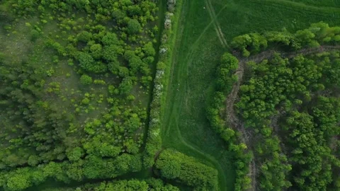 Forest drone video Stock Footage 133359461