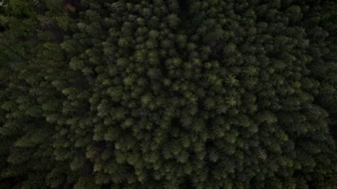 Forest Drone Video Stock Footage 171887656