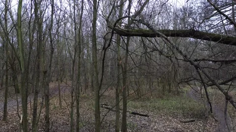 Forest Drone View 動画素材 337356459