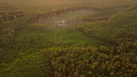 Forest, drone view. Forest destruction and felling of trees. 스톡 동영상 206588787