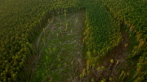 Forest, drone view. Forest destruction and felling of trees. Stock-Footage 206661261