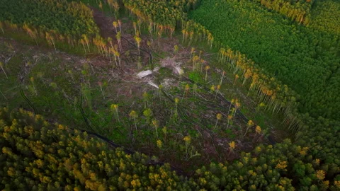 Forest, drone view. Forest destruction and felling of trees. Stock Footage 206662123
